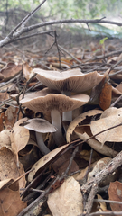 Coprinopsis uliginicola