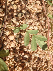 Tephrosia apollinea