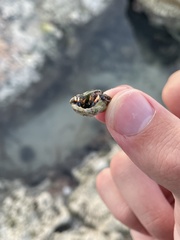 Clibanarius tricolor