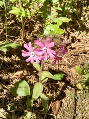 Silene dioica