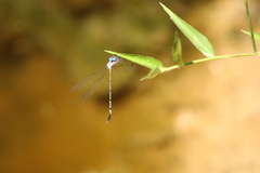 Lestes praemorsus