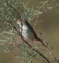 Prinia gracilis