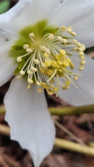 Helleborus niger