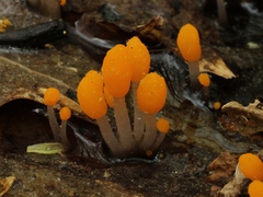 Mitrula elegans