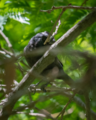 Molothrus rufoaxillaris
