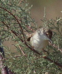 Prinia gracilis