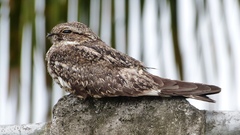 Caprimulgidae