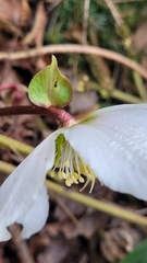 Helleborus niger