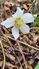 Helleborus niger