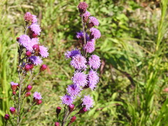 Liatris ligulistylis
