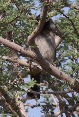 Pycnonotus xanthopygos