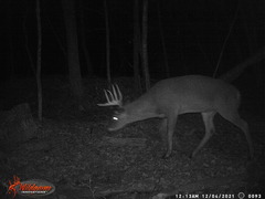 Odocoileus virginianus