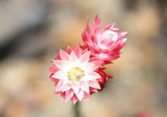 Edmondia