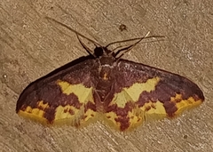 Lophosis labeculata