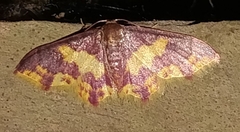Lophosis labeculata