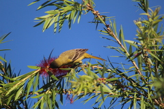 Icterus pustulatus