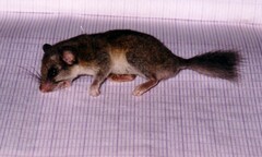 Graphiurus