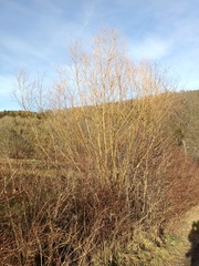 Salix viminalis