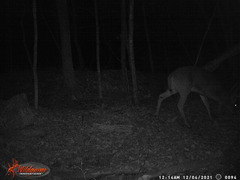 Odocoileus virginianus