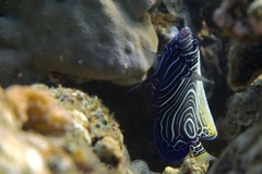 Pomacanthus imperator