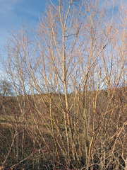 Salix viminalis