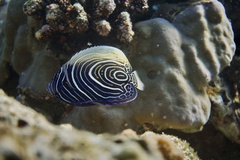 Pomacanthus imperator