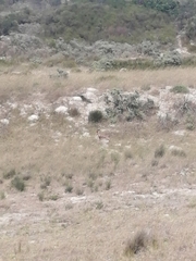 Raphicerus melanotis