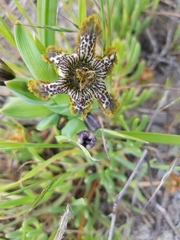 Ferraria crispa