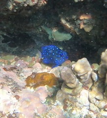 Microspathodon chrysurus