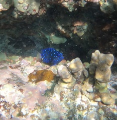 Microspathodon chrysurus