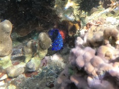 Microspathodon chrysurus