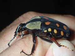 Mecynorhina passerinii