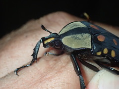 Mecynorhina passerinii