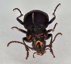 Pterostichus multipunctatus