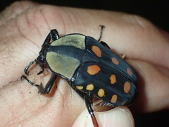 Mecynorhina passerinii