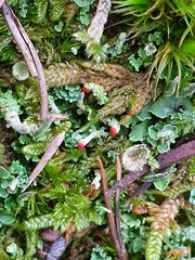 Cladonia bellidiflora