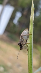 Halyomorpha