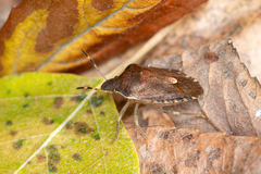 Peribalus strictus