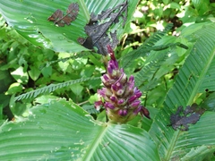 Goeppertia latifolia