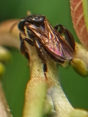 Tetragonula geissleri