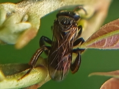 Tetragonula geissleri