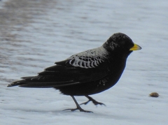 Melanocorypha yeltoniensis