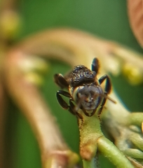Tetragonula geissleri