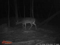 Odocoileus virginianus