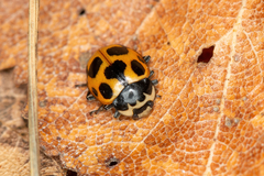 Ceratomegilla notata