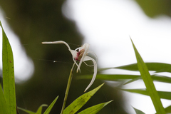Maxillaria ecuadorensis