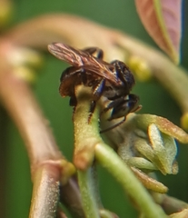 Tetragonula geissleri