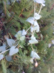 Aristolochia baetica