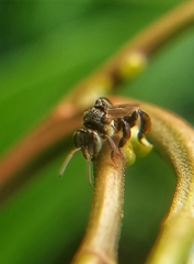 Tetragonula geissleri
