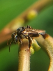 Tetragonula geissleri
